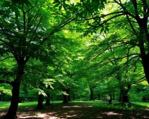 Bomen die ook schaduw bieden voor dieren