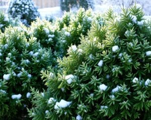 Groenblijvende struiken voor een wintertuin