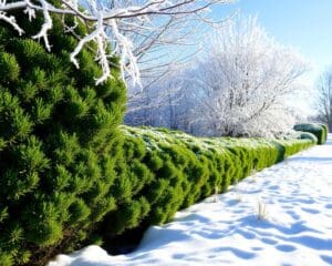 Hagen die groen blijven in de winter