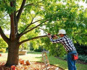 Stap-voor-stap bomen snoeien als een pro