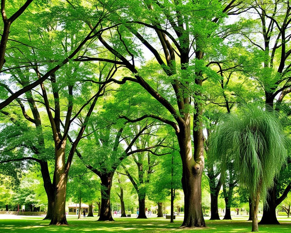 Welke bomen groeien snel en bieden schaduw?