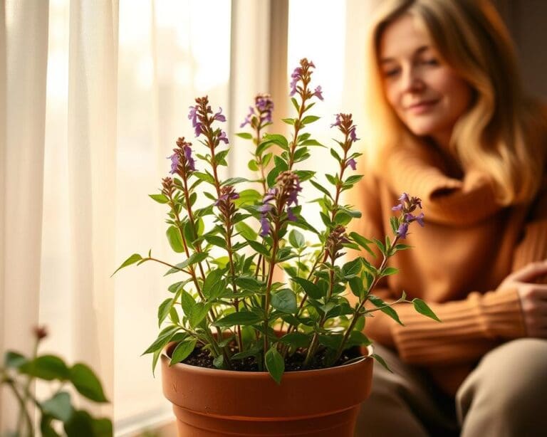 Kun je salvia ook binnen laten overwinteren?