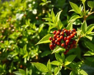 Hoe krijg ik lieveheersbeestjes in mijn tuin?