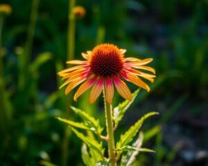 Is echinacea een vaste plant?
