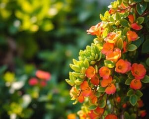 Is portulaca een vaste plant?