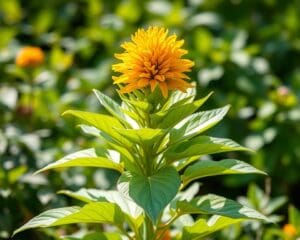 Is zonnehoed een vaste plant?