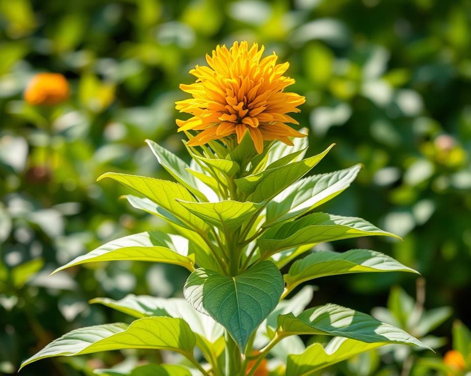 Is zonnehoed een vaste plant?