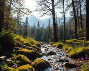 Waarom helpt natuur tegen stress?