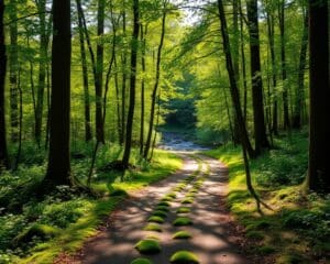 Waarom is wandelen goed voor je geest?