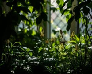 Welke plant in schaduw?