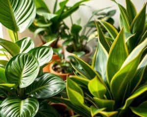 Welke planten verbeteren het binnenklimaat?