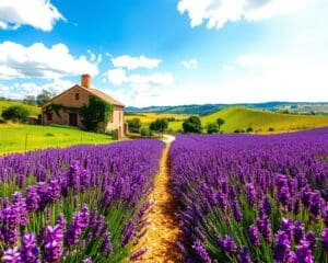 Wat maakt de Franse Provence zo geliefd?