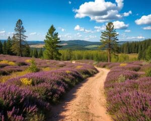 Waarom is wandelen in Nationaal Park Sallandse Heuvelrug populair?